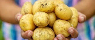картофель польза или вред для организма человека