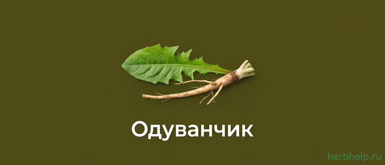 одуванчик лекарственный