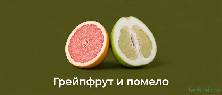 грейпфрут и помело