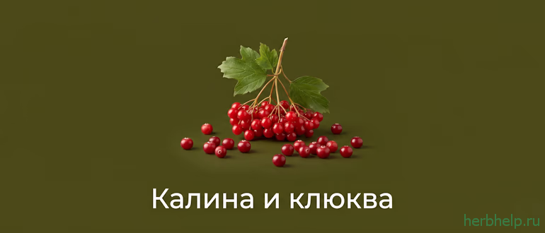 калина и клюква