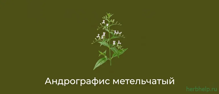 андрографис метельчатый