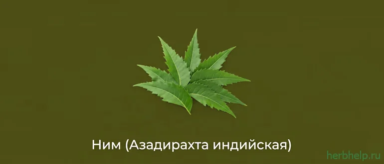 ним (азадирахта индийская)