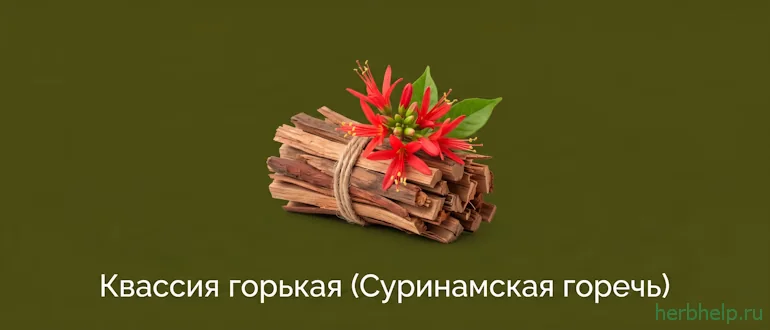 квассия горькая (суринамская горечь)