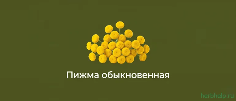 пижма обыкновенная